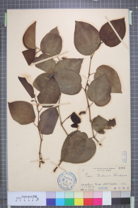 Specimen thumbnail